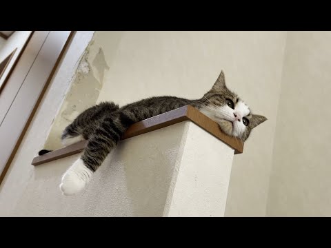 眠いのにまわりの音が気になってなかなか寝れない猫(YouTube)