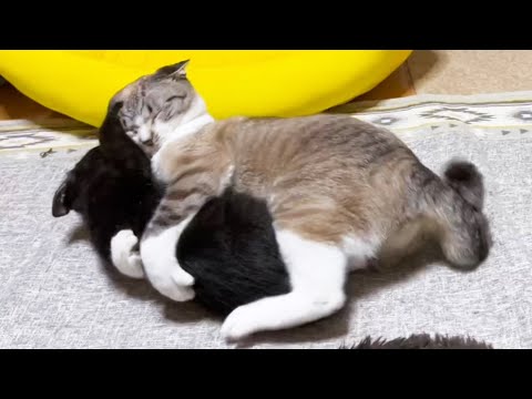 仔猫と先住猫の初にゃんプロ♪仲裁にはいる柴犬ママ♥(YouTube)