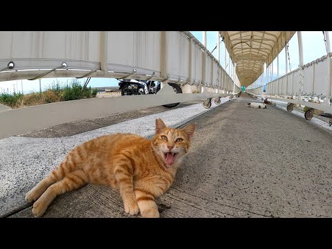フェリー乗り場のタラップを歩くと猫がたくさん落ちていて楽しい(YouTube)