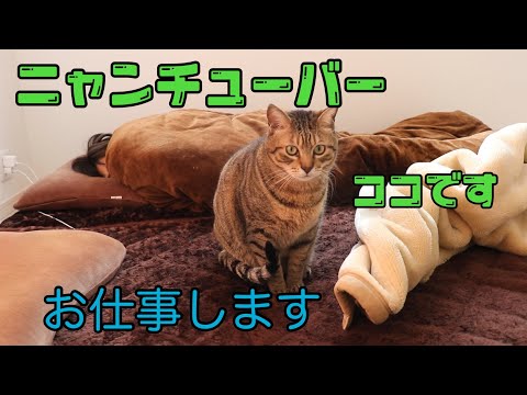 カメラを理解してカメラ目線で映る賢い猫が面白い！！(YouTube)