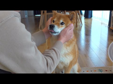 柴犬が遊んでくれません。。(YouTube)