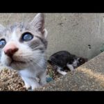 港の野良猫母子、花壇の中が子猫の遊び場です(YouTube)