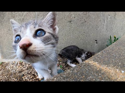 港の野良猫母子、花壇の中が子猫の遊び場です(YouTube)