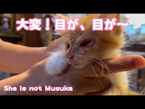 目が！大変！　Injured eyes(YouTube)