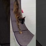 回し車で朝の運動を毎日頑張る猫！ #shorts(YouTube)