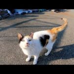 漁港を散歩していたらハートマークの三毛猫ちゃんが鳴きながら寄ってきた(YouTube)