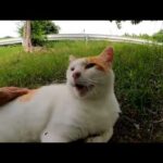 【今週のボツ動画】短い野良猫動画まとめて公開-unreleased video of this week-2022/6/2w(YouTube)