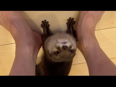 カワウソが散らかした食べ物を片付けるとカワウソが抱きついてきた otter hugged me as I cleaned up the messy food.(YouTube)