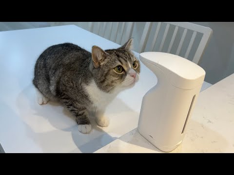 泡が出てくる機械を不思議に思った猫がまさかのこうなりましたw(YouTube)