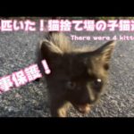 猫捨て場　4匹目の子猫保護！　There were 4 kittens(YouTube)