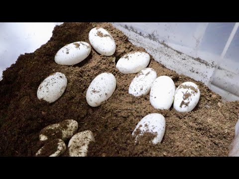 え、、、土の中から大量の巨大卵が出てきました(YouTube)