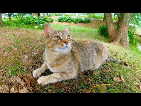 公園で座っていたキジトラ猫を撫でると黒猫ちゃんも撫でられにきた(YouTube)