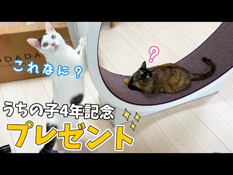 記念日なので猫たちに回し車を購入しました！！(YouTube)