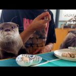 カワウソに挟まれながら絶品チキンを食べる父ちゃん　Otters Eating Juicy Chicken with Dad(YouTube)
