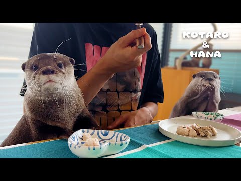 カワウソに挟まれながら絶品チキンを食べる父ちゃん　Otters Eating Juicy Chicken with Dad(YouTube)