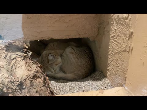 動物ライブanimal live(YouTube)