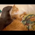 カワウソと猫を出汁にしてラーメン作ってみた！ I made ramen noodles with otter and cat as broth!(YouTube)