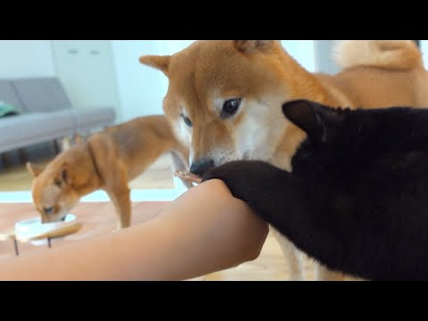 子猫が柴犬の親分に謀反を起こすやばい瞬間。(YouTube)