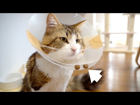 慣れないエリザベスカラー生活の猫ちゃんの食後がふふっと笑える(YouTube)