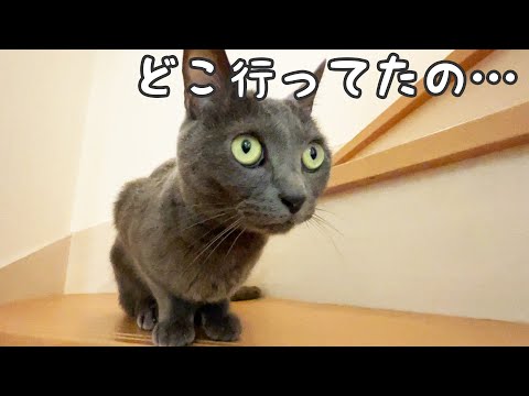 数日ぶりに大好きな娘に会うハムちゃんの反応がこちら！(YouTube)