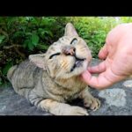 猫の秘密基地で、岩の上で寝そべっていたキジトラ猫をモフる(YouTube)