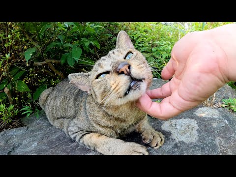 猫の秘密基地で、岩の上で寝そべっていたキジトラ猫をモフる(YouTube)
