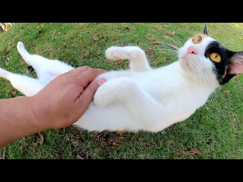 キレイに塗り分けられた三毛猫が人間の足元で体を伸ばしてくつろぐ(YouTube)
