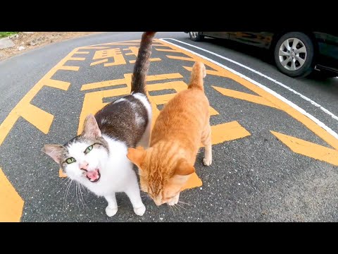 車の下から仲良し二人組猫がモフられに出てきた(YouTube)
