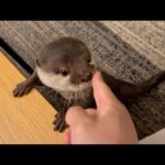 催眠術で目を回そうとする飼い主に抗い続けるカワウソ Do otter roll their eyes and get confused?(YouTube)