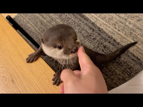 催眠術で目を回そうとする飼い主に抗い続けるカワウソ Do otter roll their eyes and get confused?(YouTube)