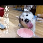 姉の小賢しい戦術に騙され、望んでない水分補給を余儀なくされるシベリアンハスキー(YouTube)