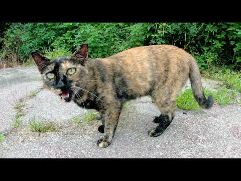 帰ろうとしたら、サビ猫がニャンニャン鳴きながら引き止めてきた(YouTube)