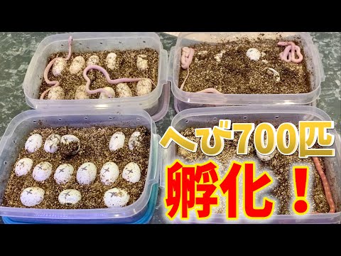過去最高の爬虫類ブリーダーの方と出会いました(YouTube)