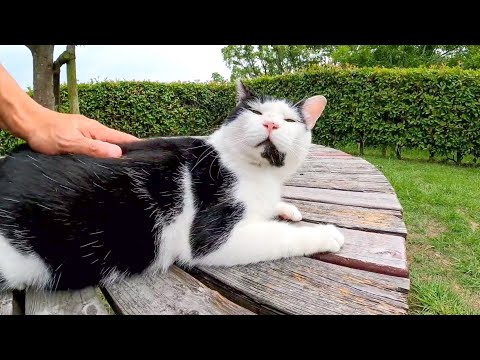 【今週のボツ動画】短い野良猫動画まとめて公開-unreleased video of this week-2022/7/3w(YouTube)