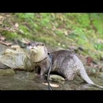 綺麗なすぎる川で大はしゃぎするカワウソ！ Otter frolicking in a too clean river(YouTube)