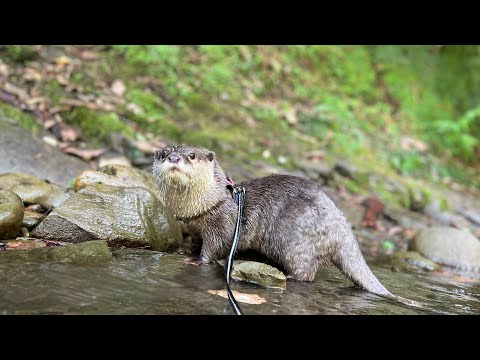 綺麗なすぎる川で大はしゃぎするカワウソ！ Otter frolicking in a too clean river(YouTube)