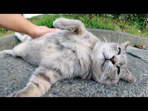 トトロみたいな猫が無防備にお腹を見せて甘えてきた(YouTube)