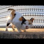 夕方漁港に行くと三毛猫がモフられに来てカワイイ(YouTube)