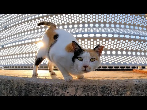 夕方漁港に行くと三毛猫がモフられに来てカワイイ(YouTube)