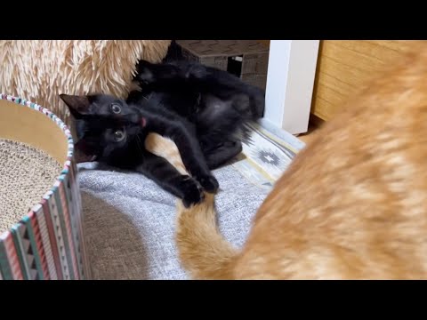 尻尾を止めないと・・・！(YouTube)