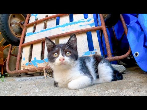 漁港近くで見掛けた子猫にそ～っと近づいてみる(YouTube)