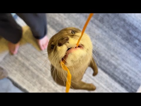 カワウソ式筋肉トレーニング法 Otter and muscle training!(YouTube)