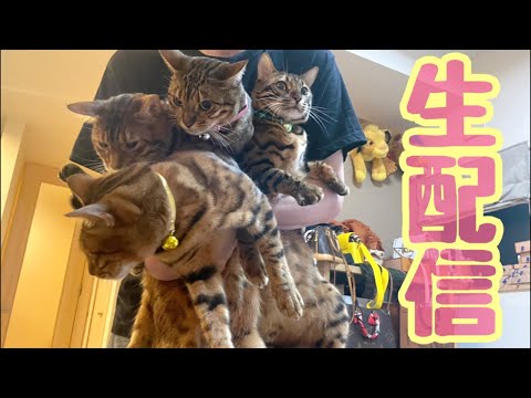 【生配信7/10】選挙の後は猫でも見て過ごしませんか？生配信(YouTube)