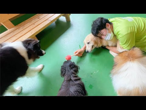 アイスに興奮しすぎた犬と、それを押さえ込む飼育員ww(YouTube)
