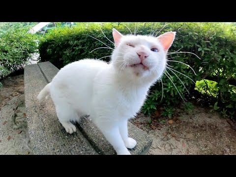 青い瞳の白猫がニャンニャン鳴きながら甘えてきた(YouTube)