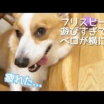 【DoggyBox】コーヒーのフリスビーで遊びすぎてベロが横に出てしまうコーギーむぎ(YouTube)
