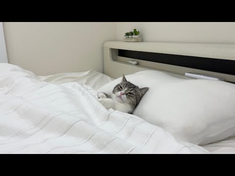 徹夜で仕事してたら待ちくたびれた猫がこうなってました…笑(YouTube)