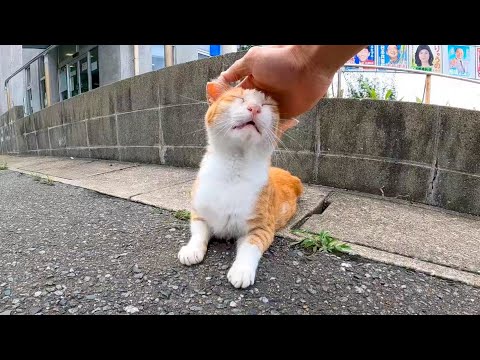 撫でられていた小さく返事をするフェリー乗り場の野良猫が可愛過ぎる(YouTube)
