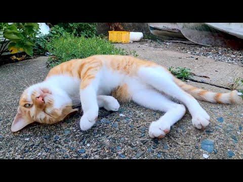 撫でると寝転んでクルクル言ってる野良猫が可愛過ぎる(YouTube)