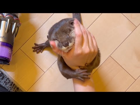 懐いているのかいないんだかいまいち分からない動きをするカワウソ！ otter with a move I can’t quite figure out if he misses me or not!(YouTube)